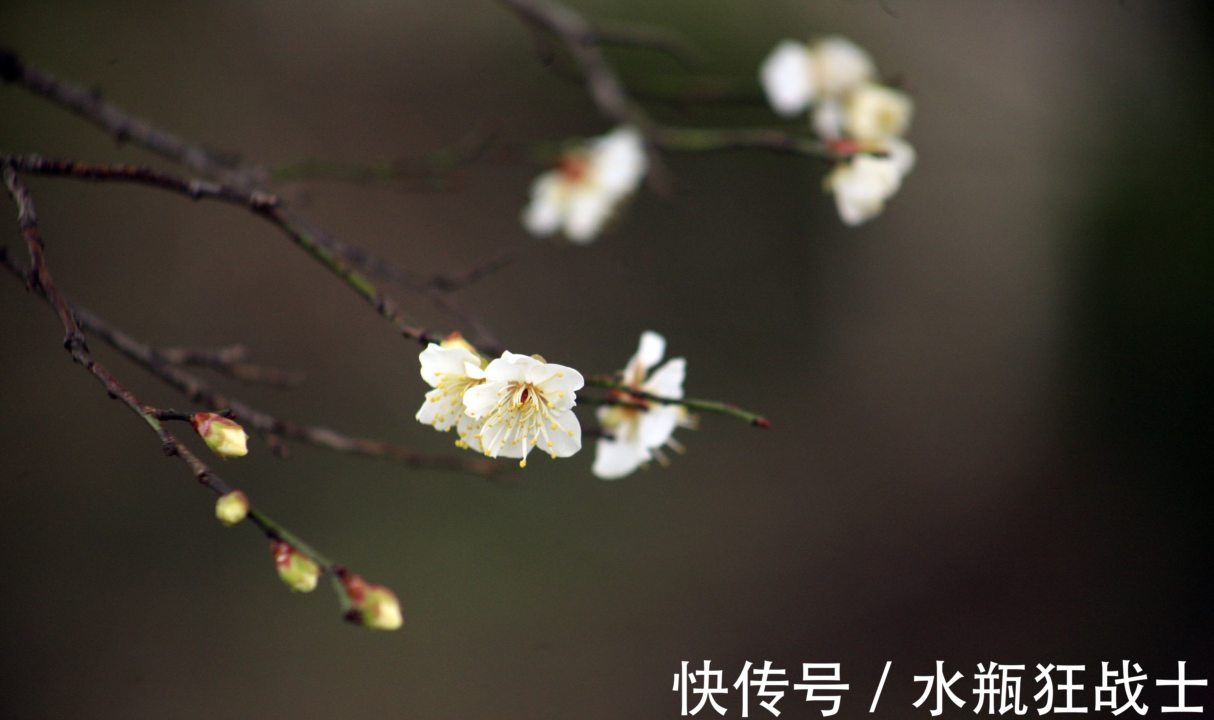 柳宗元@寒冬早梅诗四首,一树寒梅白玉条,疑是经冬雪未销