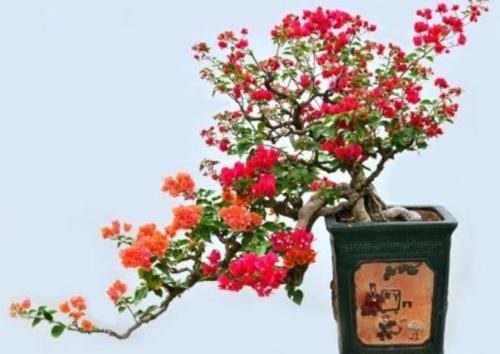  复花|如何让三角梅快速复花？