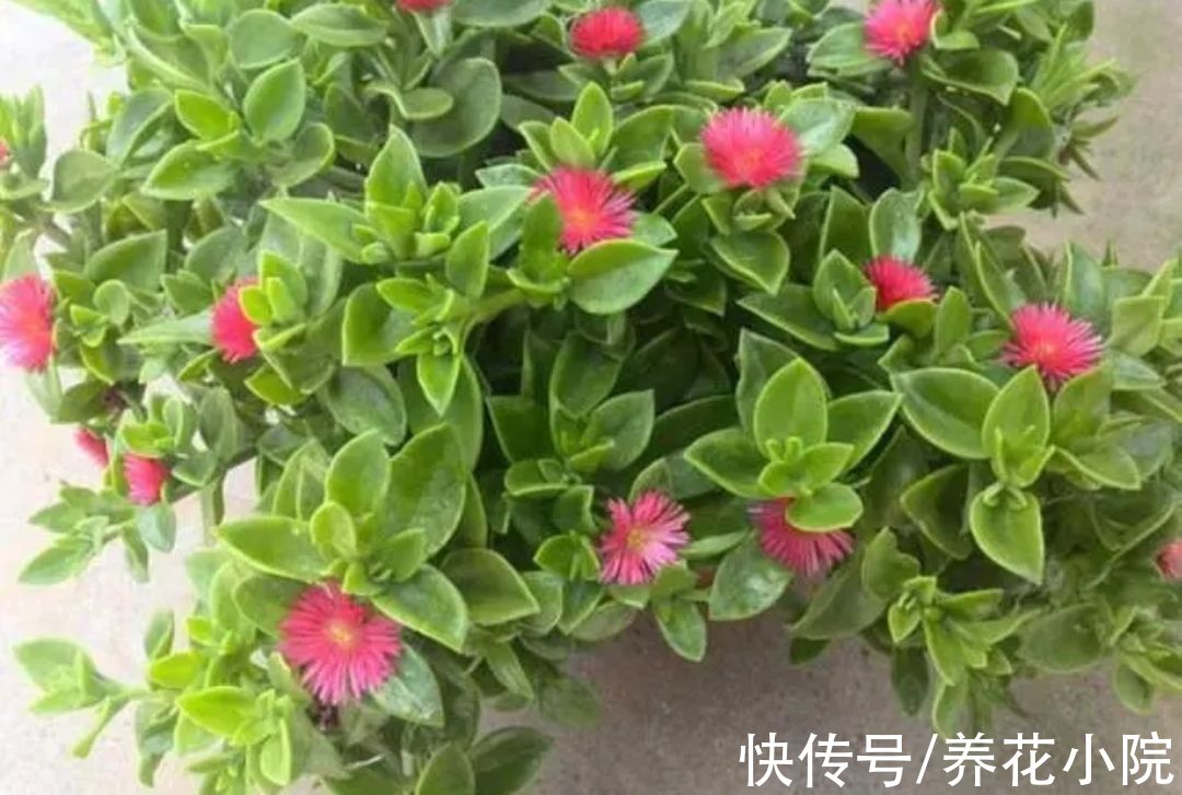 容易生根的7种花，剪根枝条就能插活，不用花钱买