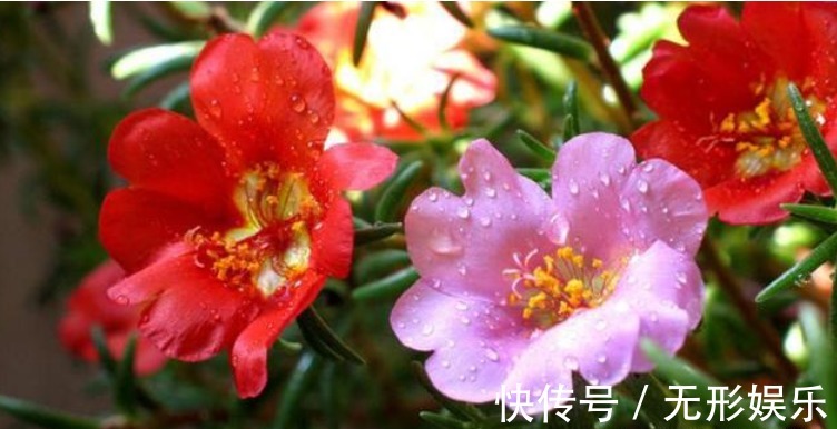 4种花“随手”掐根枝,插土里就活,7天生根,立夏花开爆满盆!