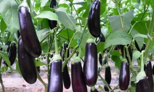 排毒养颜|每天晚上坚持吃3种食物,排毒养颜、改善肤质,早吃早好!