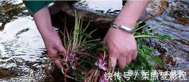 中医|蒲公英泡水喝,是用叶子还是用根茎?中医给出回答,受教了