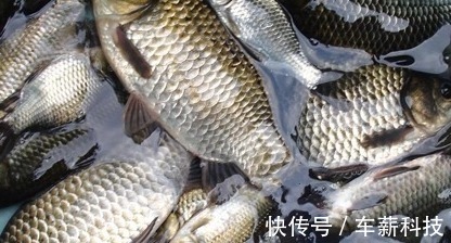 蚕豆|想长寿要会吃，多食4种食物，刮油消脂，补钙明目，防止皱纹早生