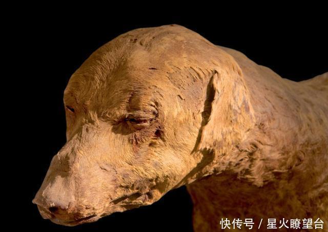 化石|伐木工人在山中伐树,切开树干后傻了,树中竟藏着“狗化石”!