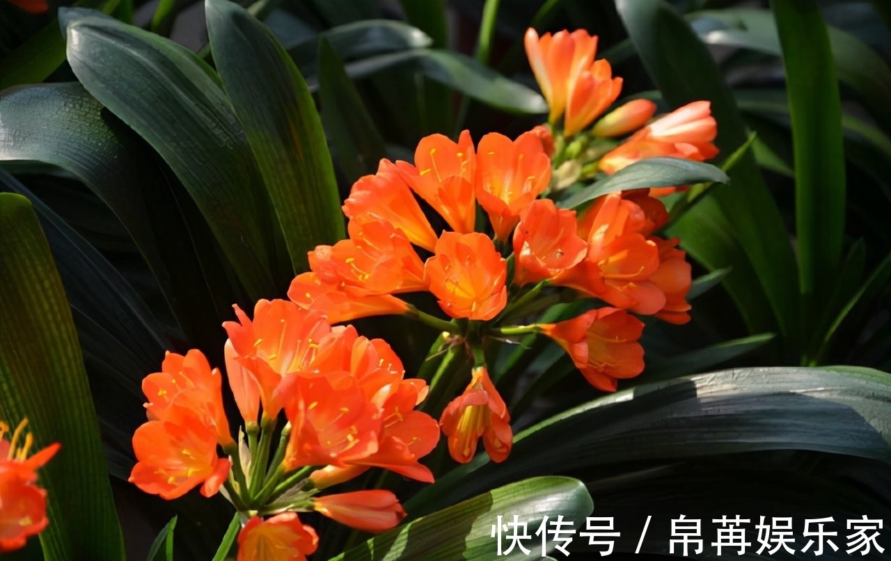 花草|给君子兰、蟹爪兰喝2种“免费饮料”,坚持2个月,就能花开爆盆