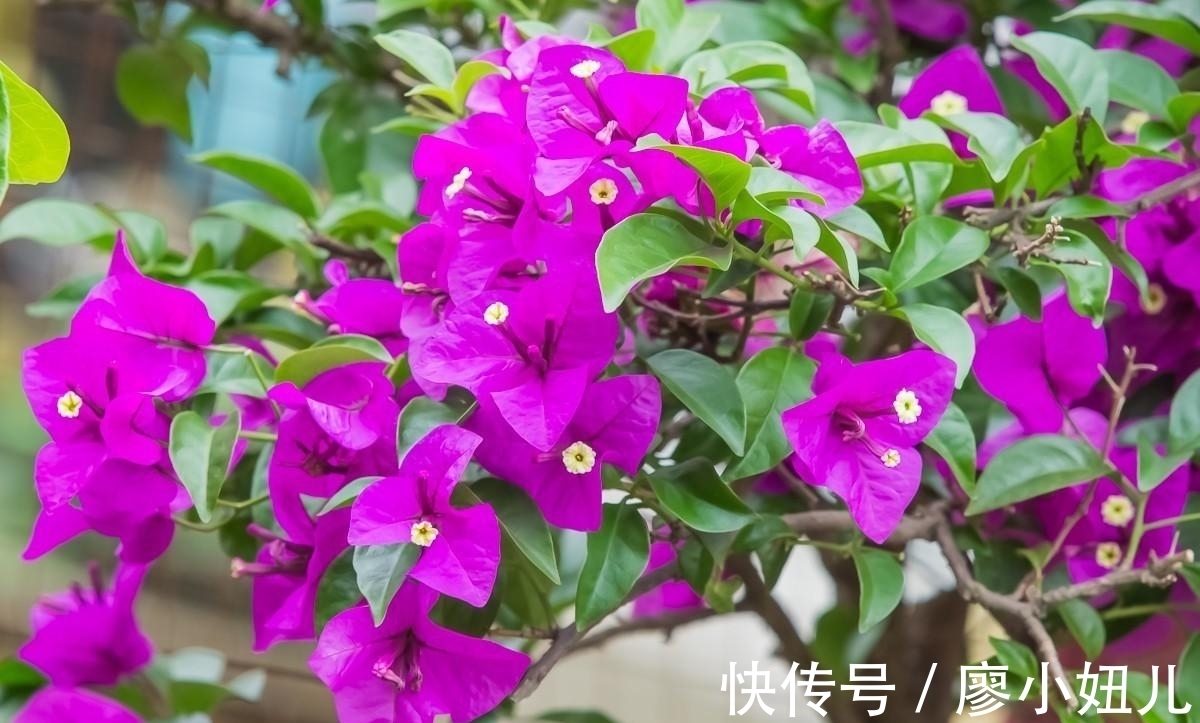 三角梅叶子掉光怎么办?关于三角梅“秃头”问题,注意这几点