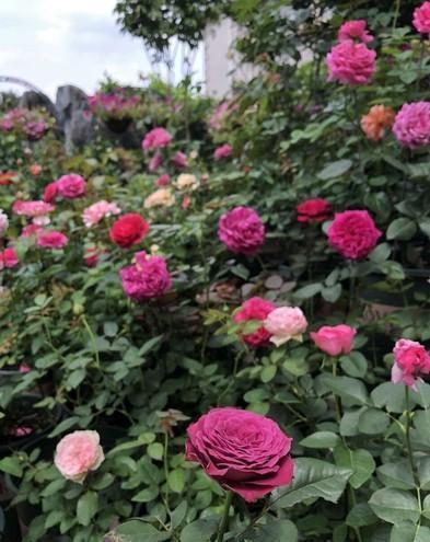 元素|月季花越开花越小做好“两件事”,花大色艳,天天开花不间断