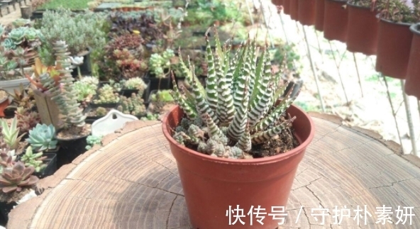 烟丝|烟丝制成的水溶液,拿来养花有什么意义?