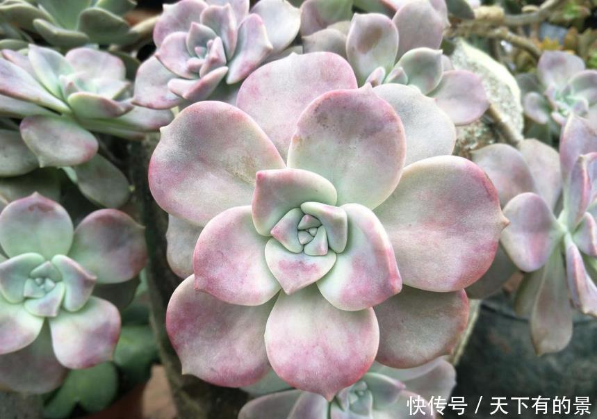 夏季|有1片叶子就能活的紫乐,夏季盆栽,注意3点才叶子肥美