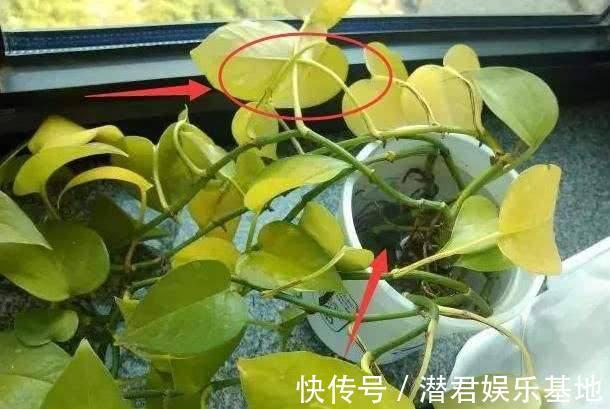 2种“霉运花”不要养家里,虽说无伤大雅,却安全“隐患”多