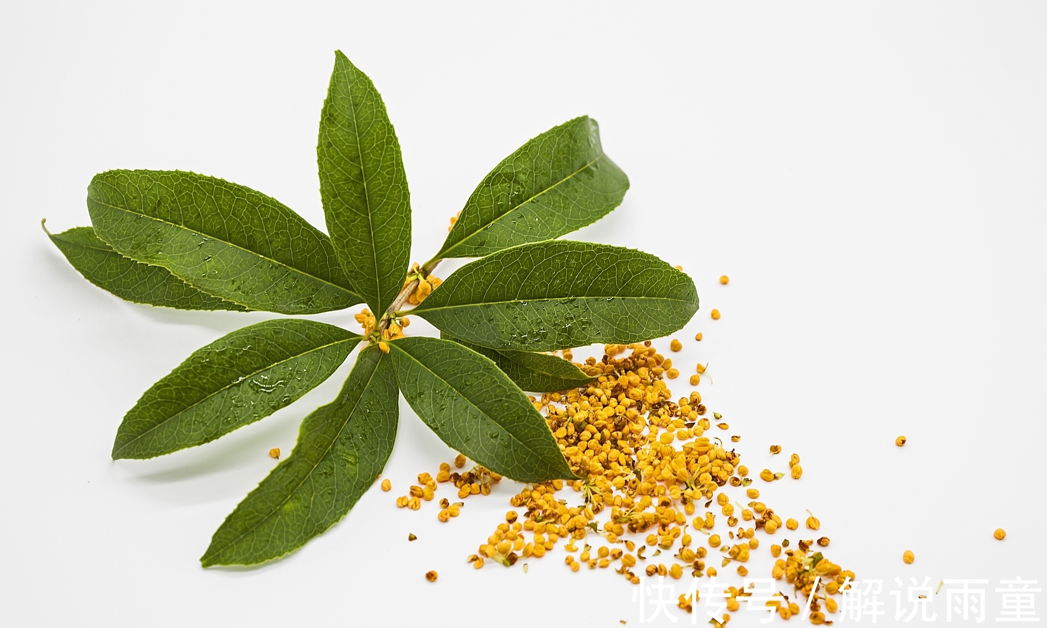 对韵&十大名花对韵:春来我不先舒蕊,雪里凭谁敢放花