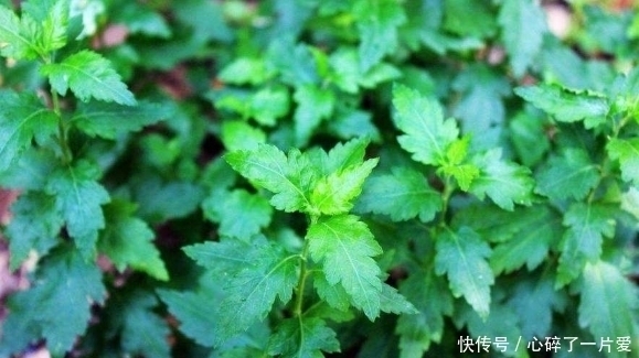 滋阴|农村这些野菜，美容驻颜、滋阴润燥、清热解毒，怕老就吃它