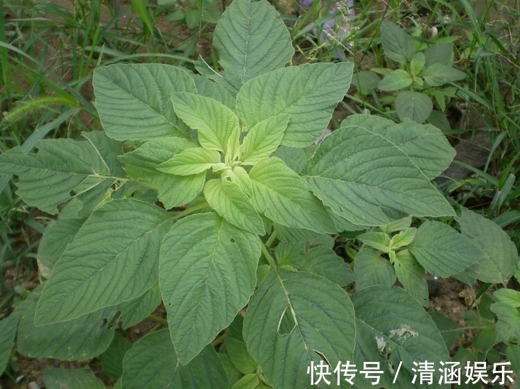 苋菜|女性不想妇科缠身，此物泡水喝，坚持半月，排毒祛瘀，子宫更干净