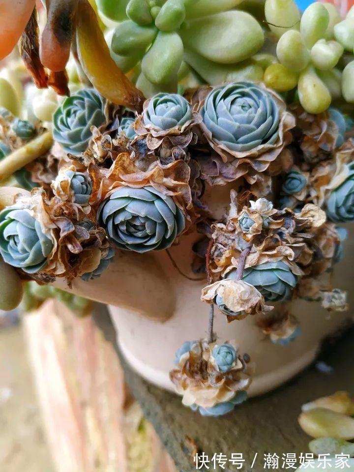 老少皆宜|农村爷爷养多肉,破缸、破鞋里都塞满,照样养的肥嘟嘟!