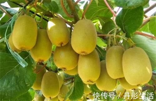 小蠻腰|夏季養生好時機，以下食物多吃點，活血化瘀，改善便秘，有助健康