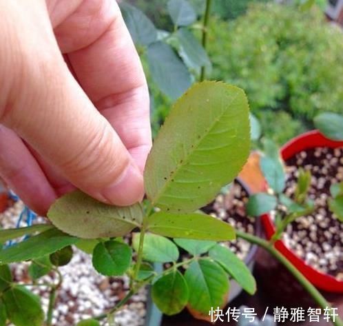 把这些调味料捣碎了养花,专治烂根、黄叶和虫害,花疯长撑爆盆