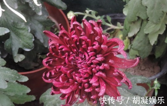 此款菊花,花开如“李逵醉酒”,堪称“珍稀名菊”,高雅妖娆!