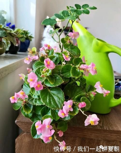 四季|老花农告诉你，这5种花是“开花机器”，摆在室内，四季常开花