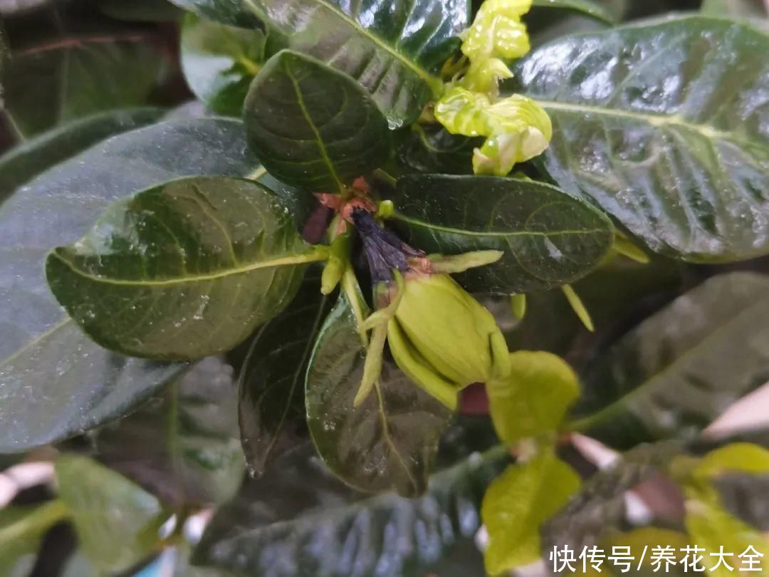 君子兰开完，会有3个“后遗症”，一定要重视