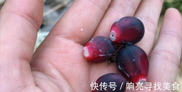 椭圆形|山里有一种美味的野果悄悄成熟了,这种野果你有吃过吗!