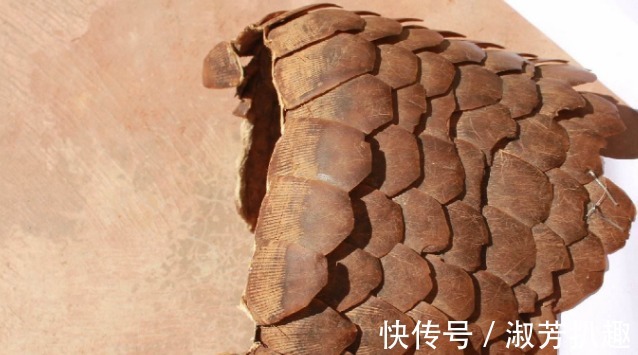 临清|穿山甲:拿我熬药就算了,还要做盔甲?明代它是高级铠甲原材料