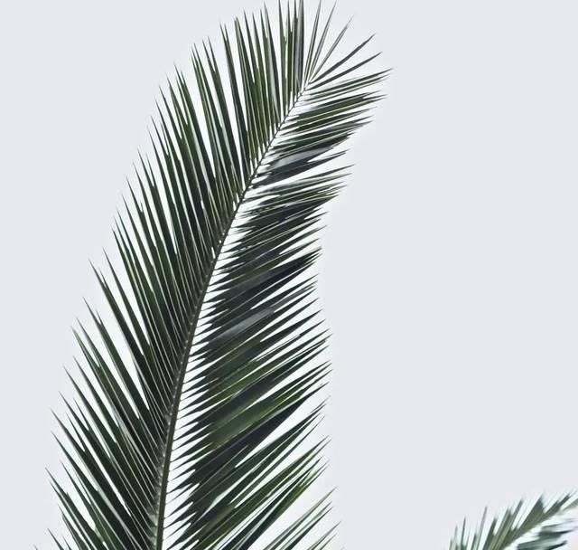 搬进|把婚礼搬进秘密花园,带着绿色和质朴,享受自然的氛围