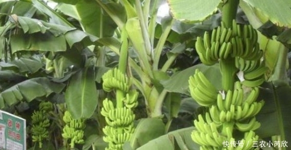 中薪|被誉“智慧之果”的香蕉,农民如何收获高