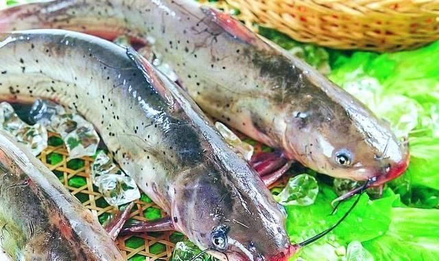 土豪|农村河里5种美味淡水鱼,堪比长江刀鱼,吃过3种不是渔民,就是土豪