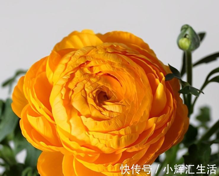 洋牡丹，一款简单又耐看的花材，不是牡丹胜似牡丹