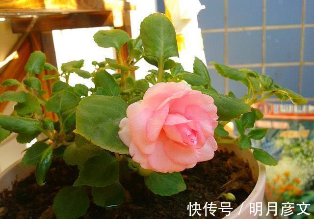 技巧|一种自带仙气的花,能扦插很好养,几点技巧让它长势好更多花