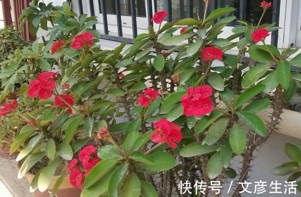 身体|卧室里万万别养这“2类花”,难怪身体会差,懂花的人都避开