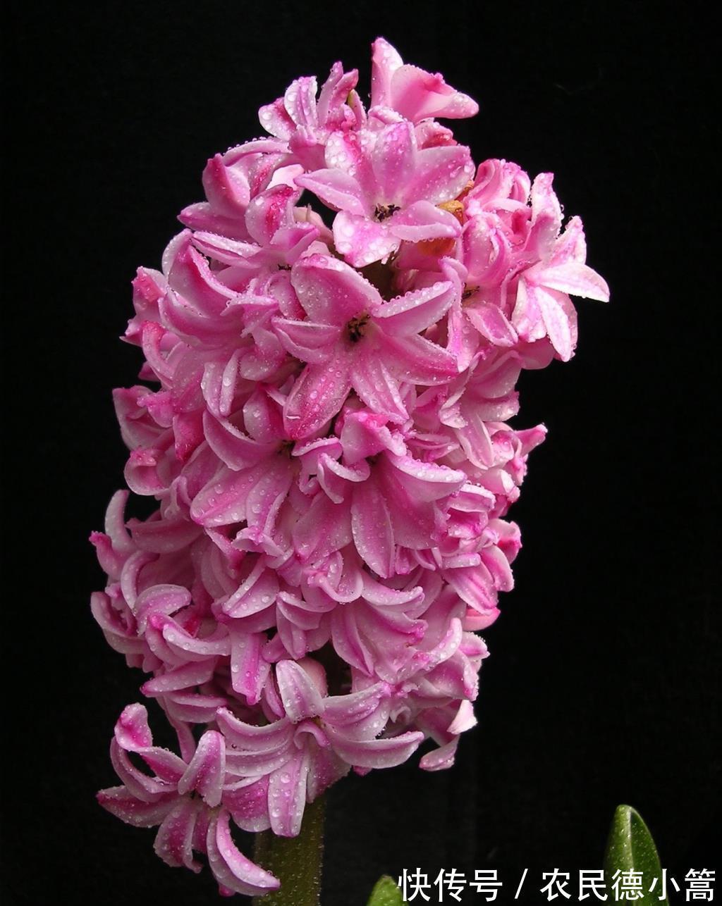 长春花|农历8月8日开始,养花养个耐看的,常年开花不断,垂成花墙