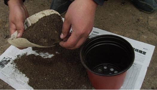 修剪|垃圾桶旁边一堆快死的花,到底该不该捡悄悄拎回家赚大发了