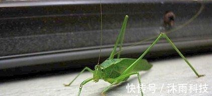 蚱蜢!梵高作品发现128年前蚱蜢,网友:潜伏了这么久,还是被发现了