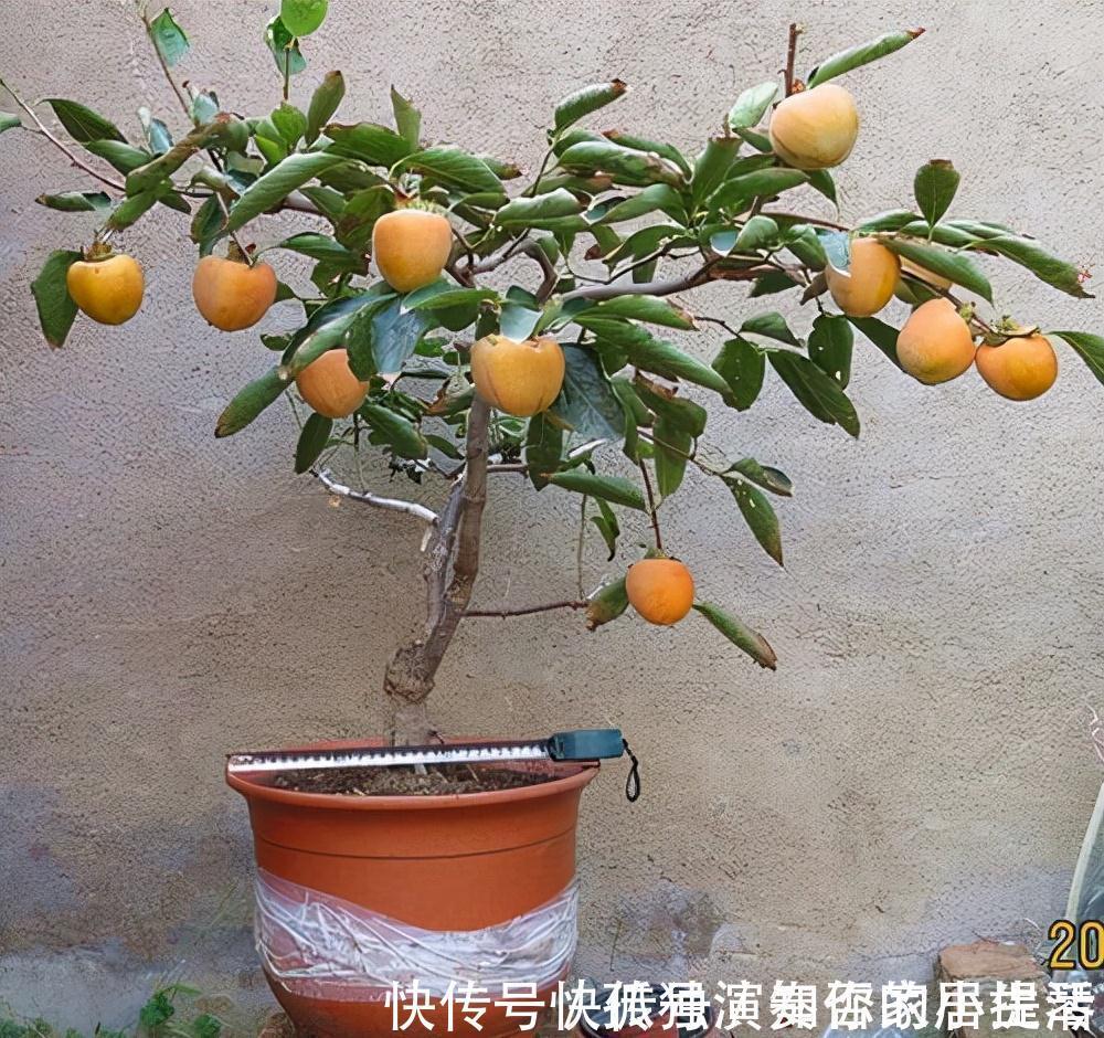 果树|3种“养人树”,漂亮有香味,能吃能观赏,建议至少养一种