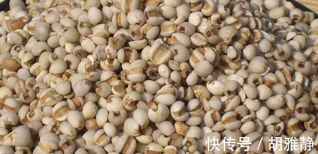 做法|薏米5种最好吃的做法，简单美味又馋人，看看你喜欢吃哪种？