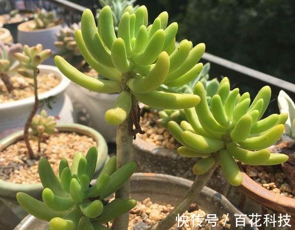 要点|60种多肉图鉴及养护要点,1分钟学会,超全超实用!