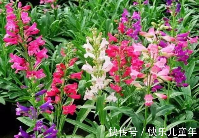 花园里最好养的15种多年生植物,非常适合新手,你家有吗