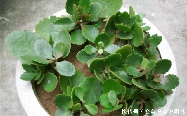 5种常见的花,现在还能扦插,再晚不容易生根!