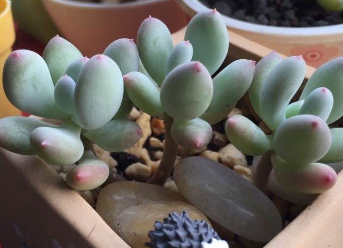 此多肉非比多肉,一盆遍十几盆,好似那鲜艳动人的彩虹糖