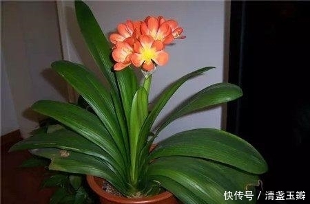 叶子|君子兰也调皮,爱吃小零食,叶子疯长停不下来