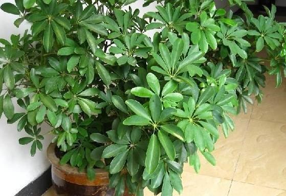 人养花,花养人,在家里养以下四盆植物,对家人身体也好