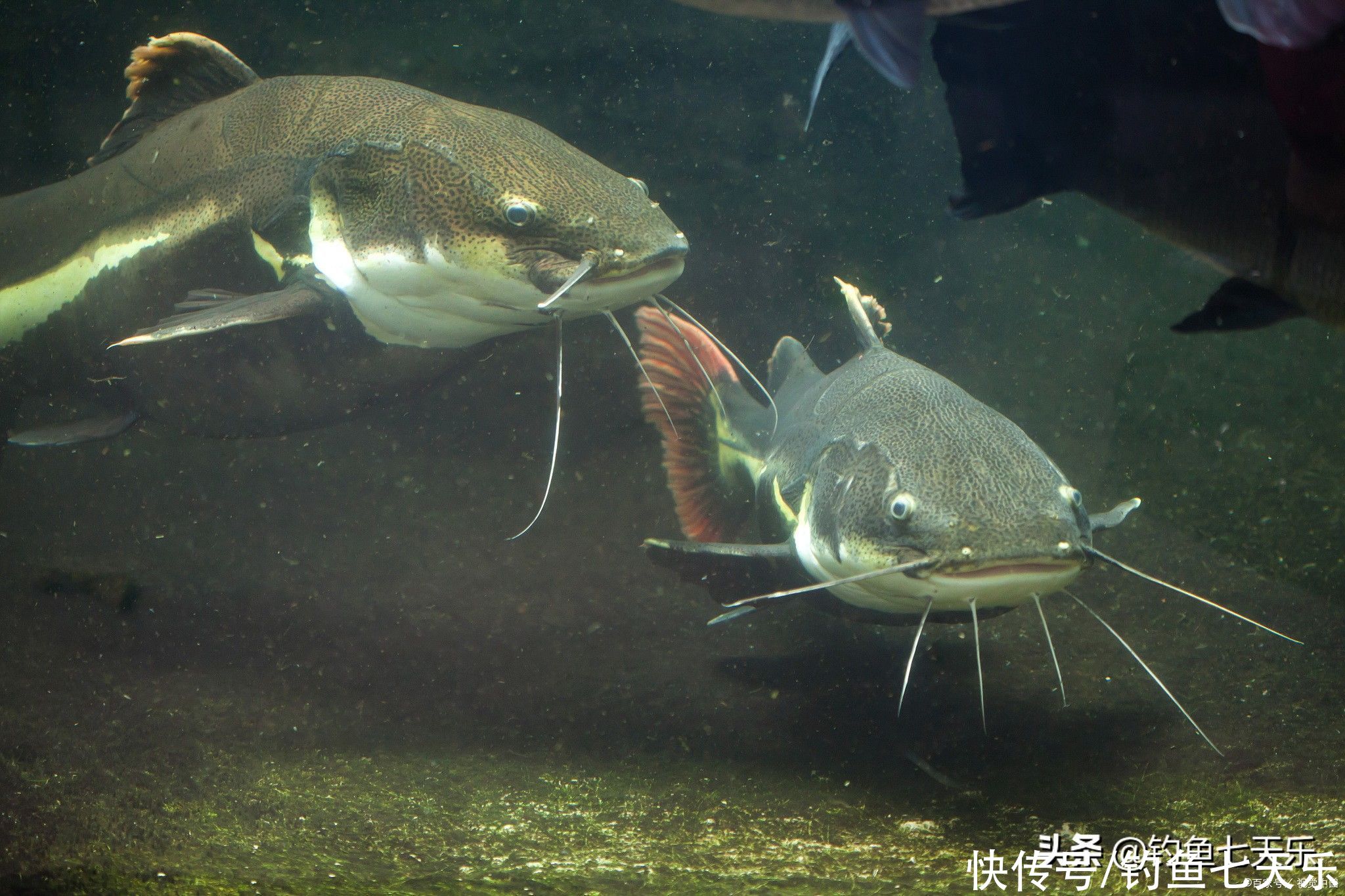 广东钓鱼人珠江边钓获大鲶鱼！钓友：数数胡须的数量，别乱吃