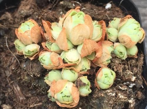 这3样冷门多肉花头似玫瑰，漂亮好打理，价钱还不贵