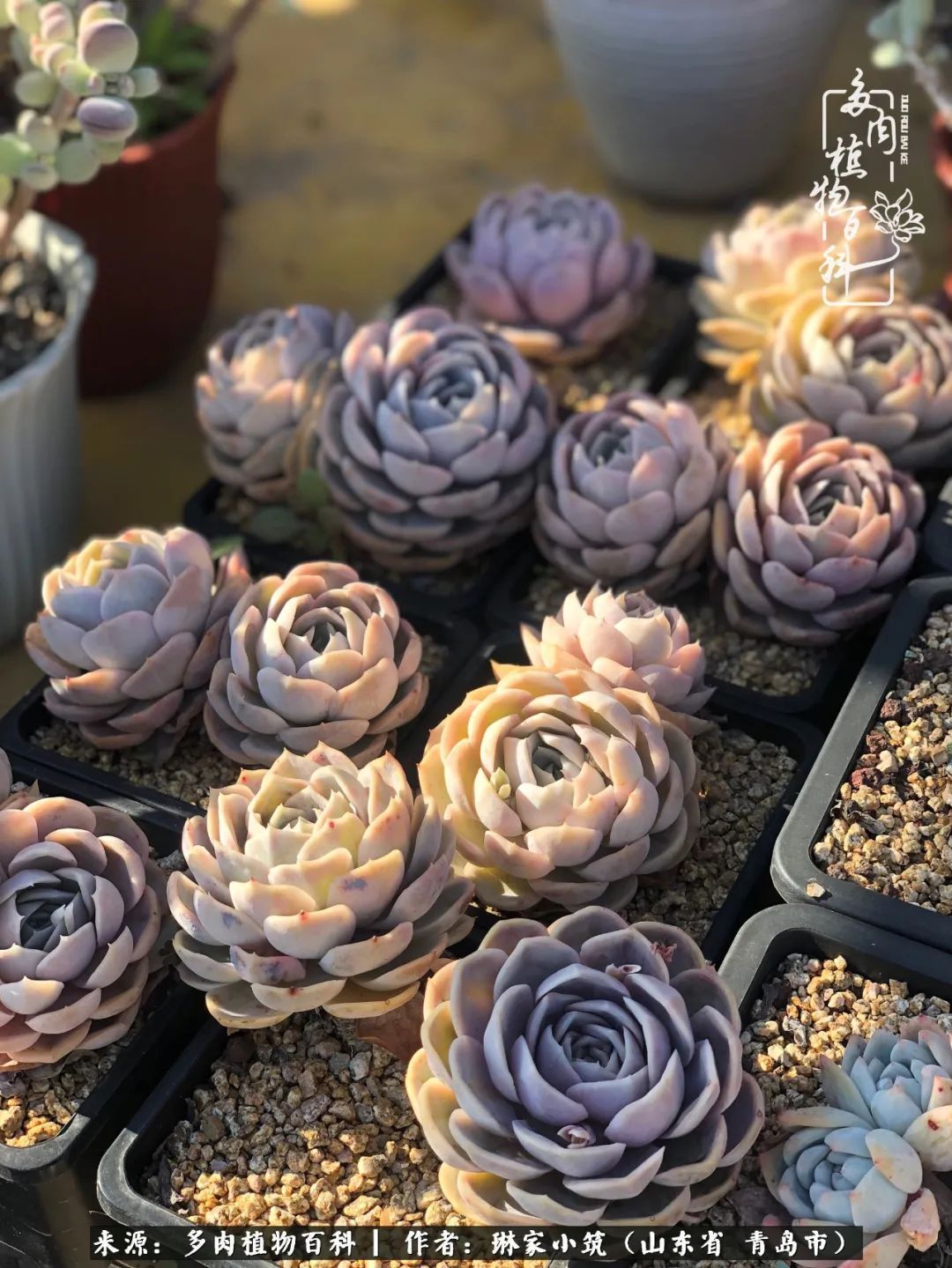 多肉|有史以来最厉害的一场寒潮，治好了我养多肉这些年的“坏毛病”