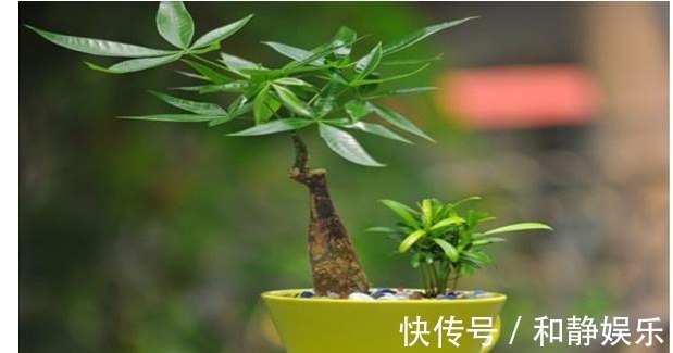 虎皮兰|以下7种常养花施肥大全,告诫花友们一定不要在瞎施肥啦