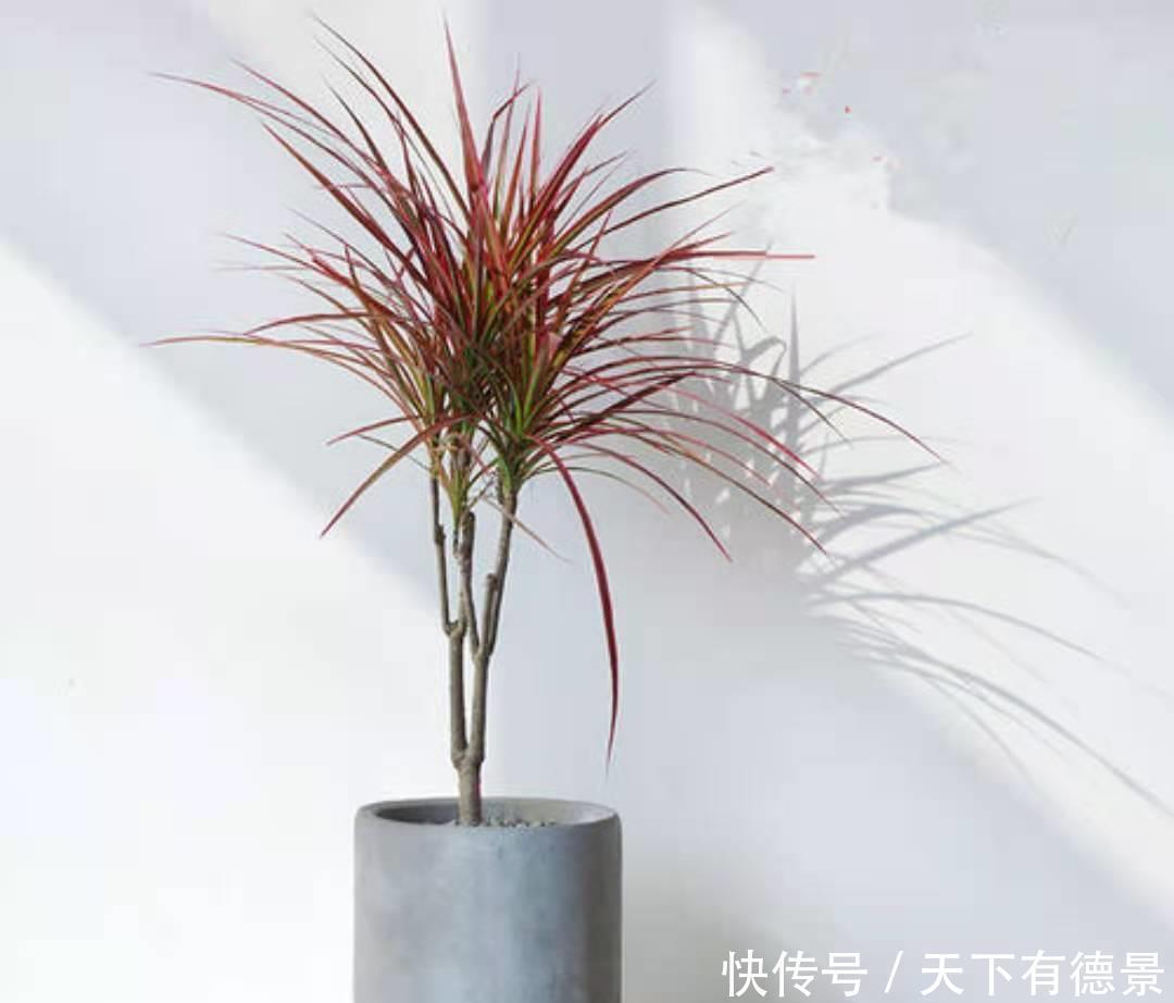 福木|这3种大型观赏树，一般人真分不清，养起来更费劲