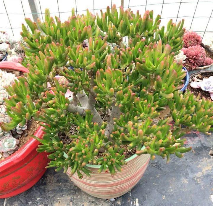 红边|姐姐养了9年的多肉,没有买肥就用它,个个长成精!