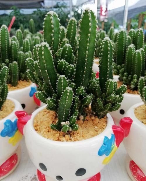 你的“万重山”个头小?看看大神们养得,个个要窜天去