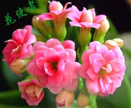 冬天长寿花有“5怕”，难怪落叶冻伤不开花，学会了叶子肥开花多